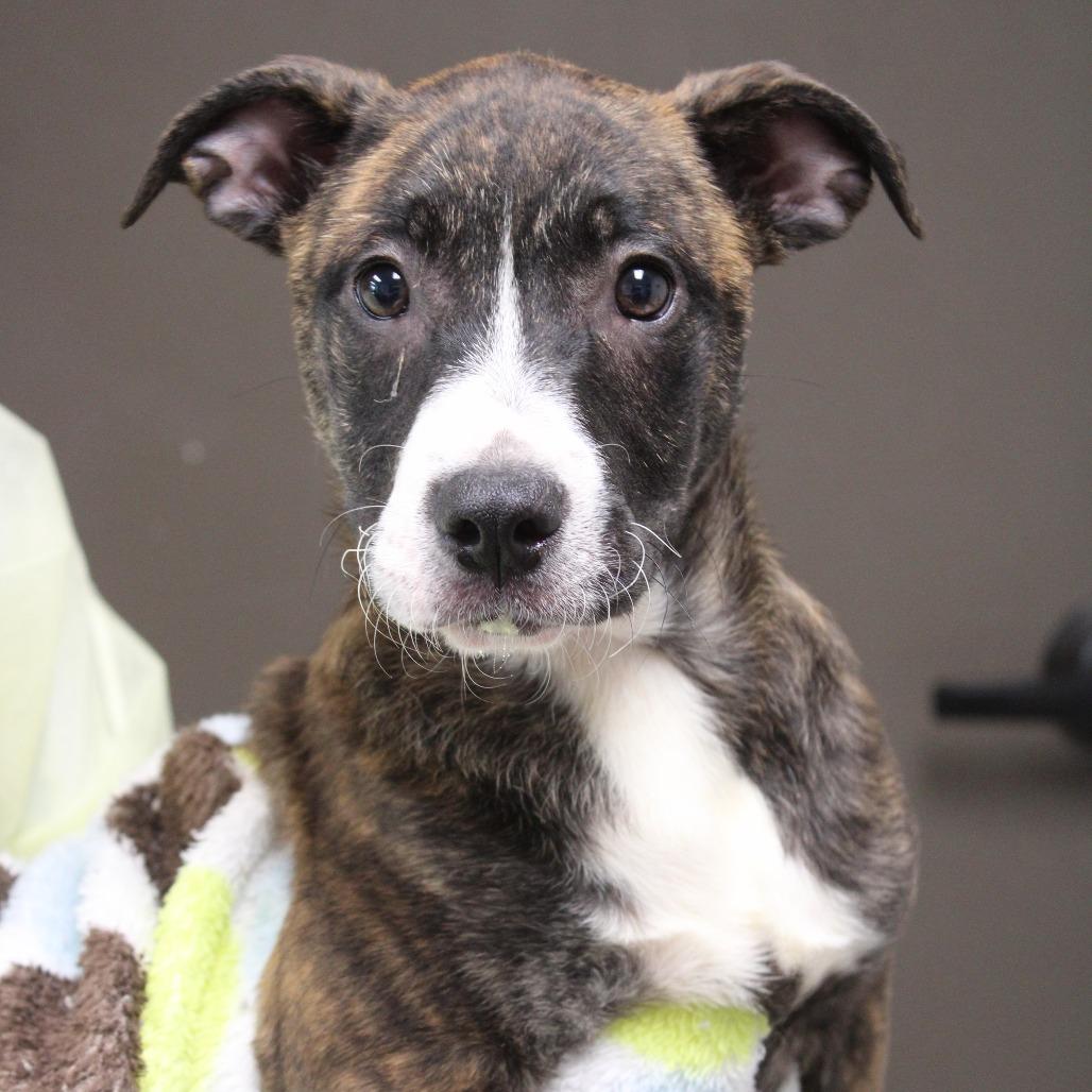 Dena in NH! Come Meet Our Adoptable Dogs Wed-Sat More Info in Bio!, a Adoptable mixed breed in Manchester, NH image 3/4