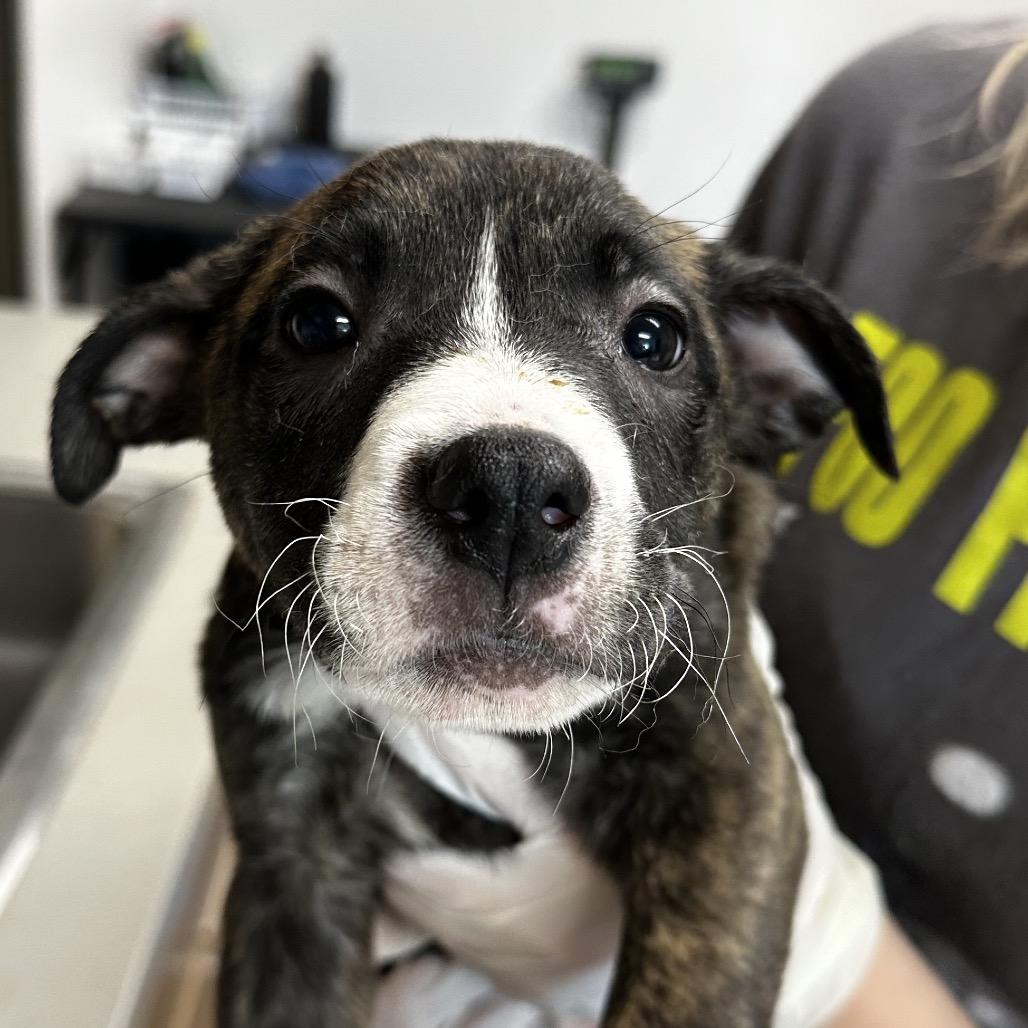 Dena in NH! Come Meet Our Adoptable Dogs Wed-Sat More Info in Bio!, a Adoptable mixed breed in Manchester, NH image 1/4