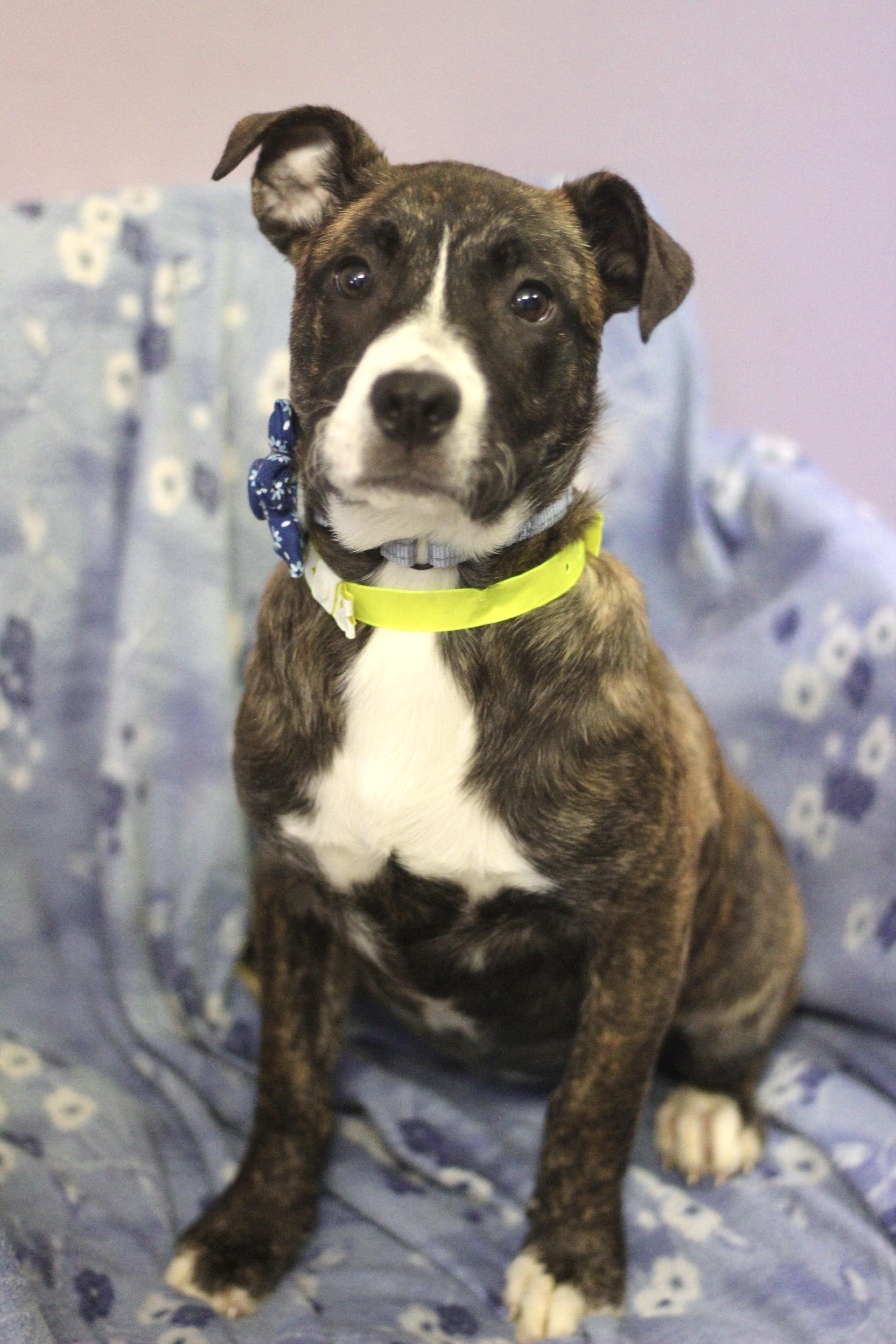 Dena in NH! Come Meet Our Adoptable Dogs Wed-Sat More Info in Bio!, a Adoptable mixed breed in Manchester, NH image 4/4