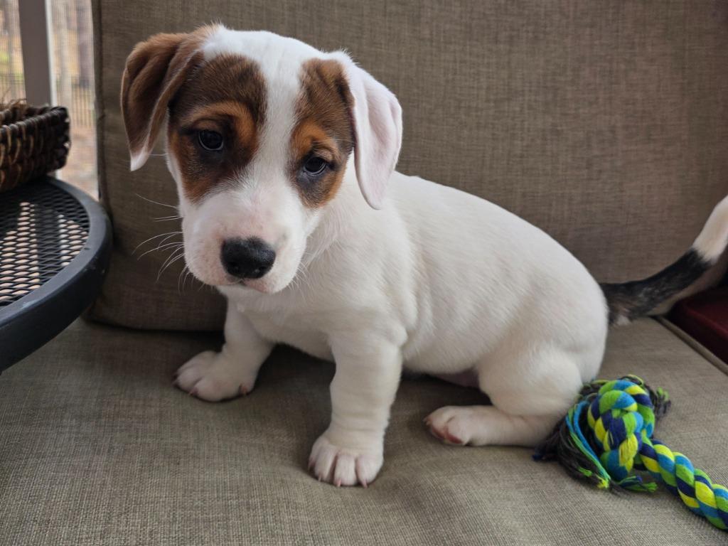 Oatmeal, Adoptable, Puppy Female Mixed Breed.