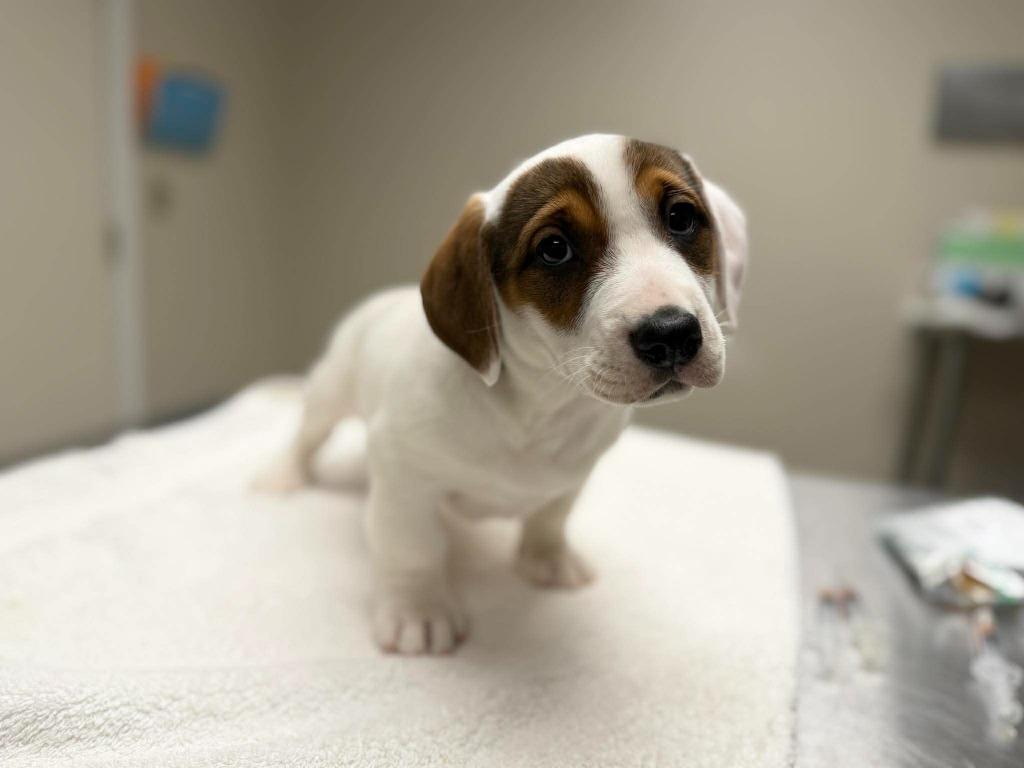 Enlarge Oatmeal, a Adoptable mixed breed in Raleigh, NC image 2/6
