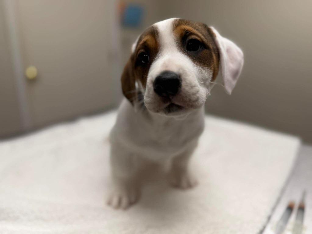 Enlarge Oatmeal, a Adoptable mixed breed in Raleigh, NC image 3/6