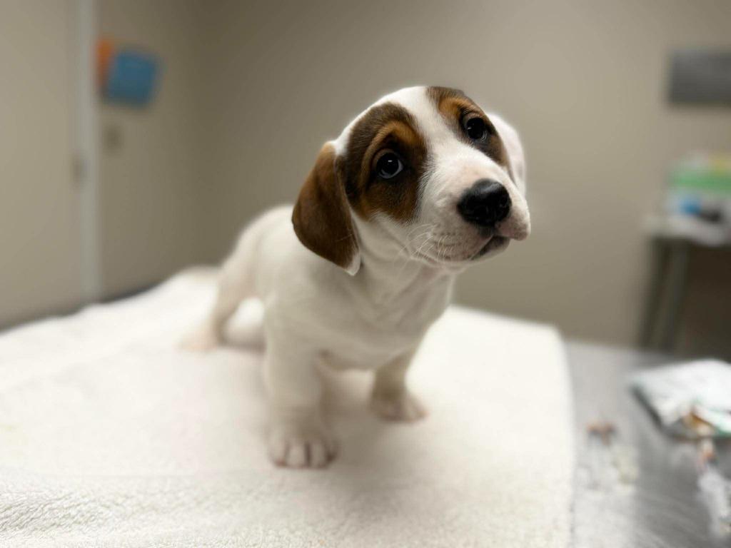 Enlarge Oatmeal, a Adoptable mixed breed in Raleigh, NC image 4/6