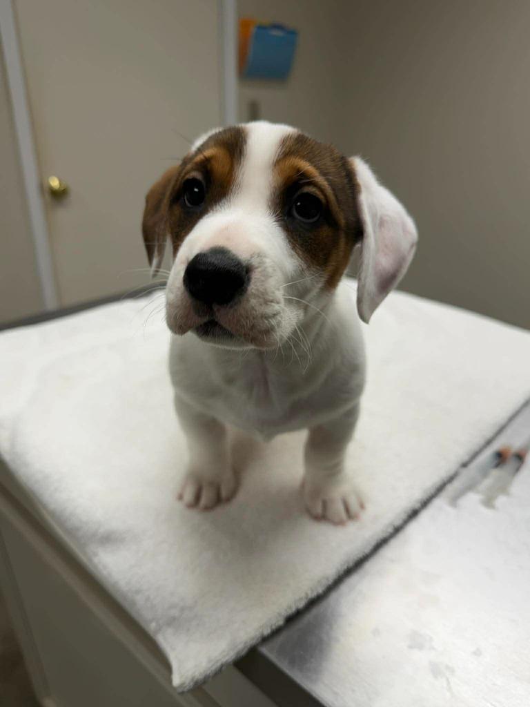 Enlarge Oatmeal, a Adoptable mixed breed in Raleigh, NC image 5/6