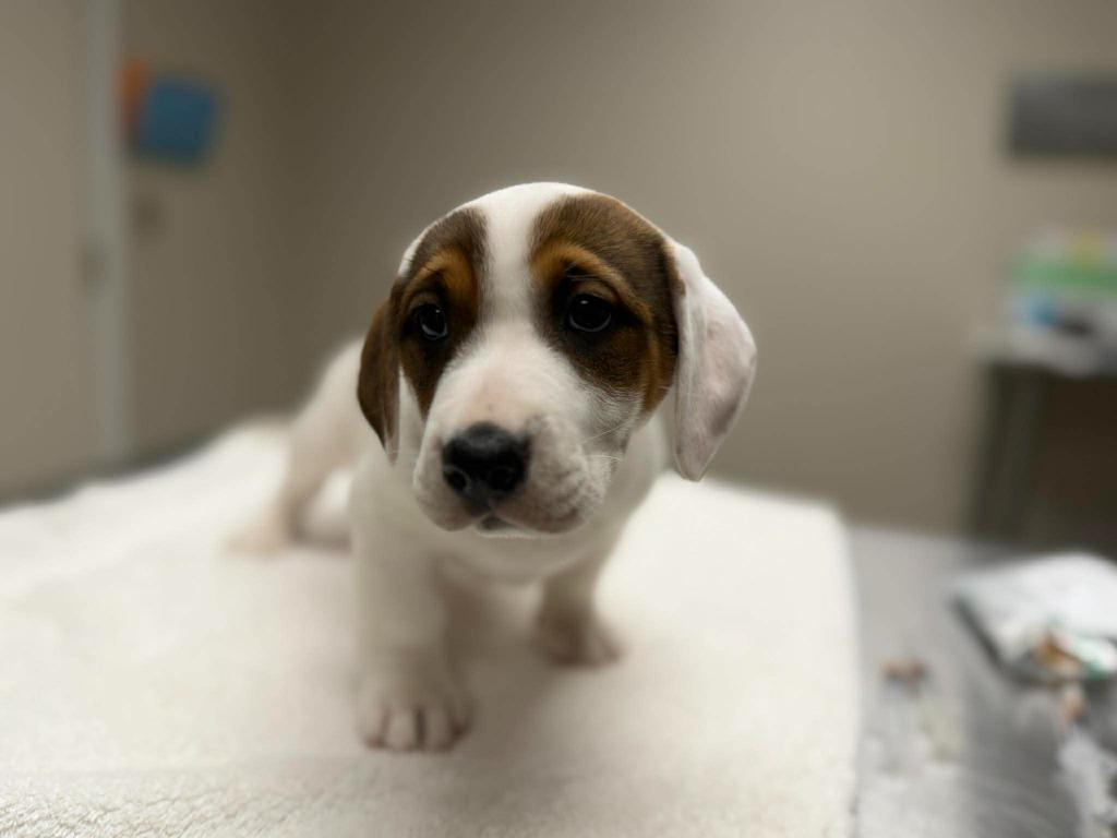 Enlarge Oatmeal, a Adoptable mixed breed in Raleigh, NC image 6/6