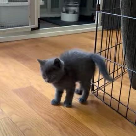 GrayV, Adoptable, Kitten Female Domestic Short Hair.