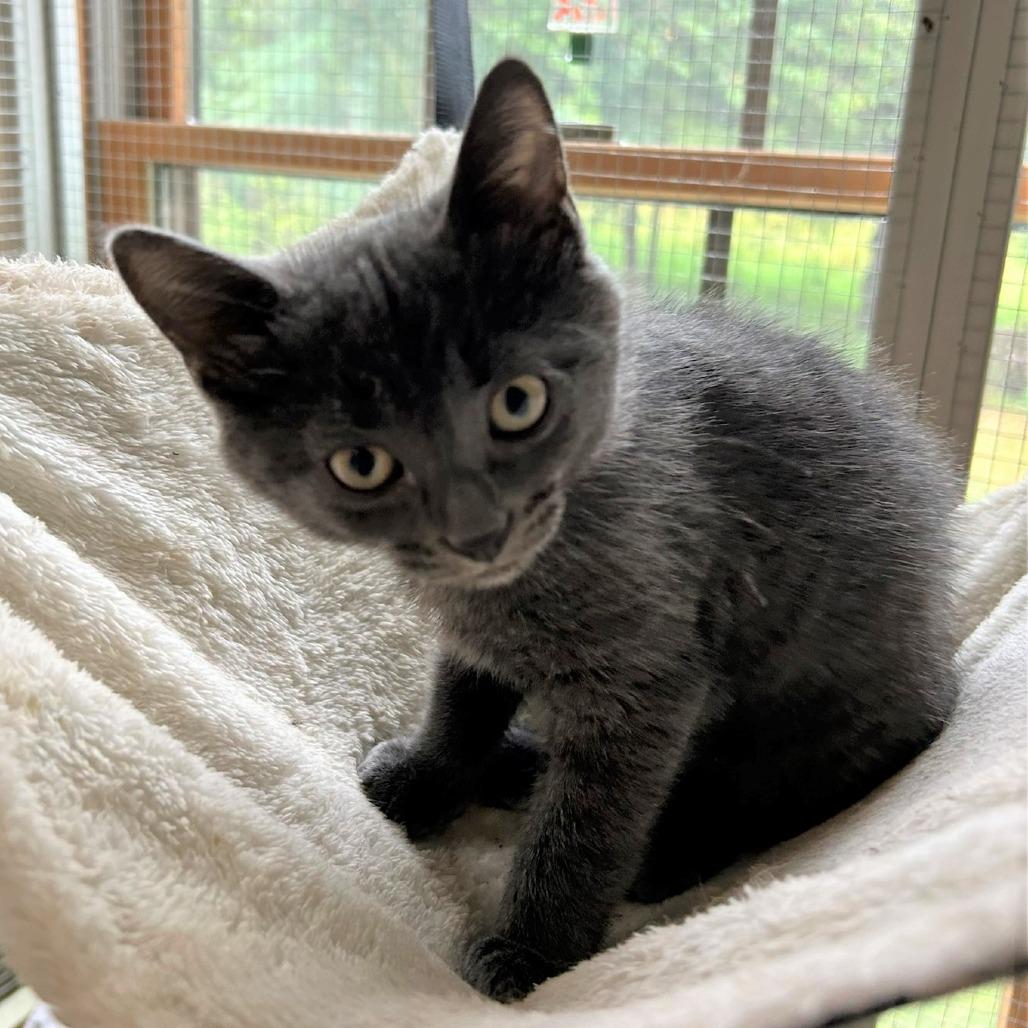 Enlarge GrayV, a Adoptable Domestic Short Hair in Charlottesville, VA image 2/6