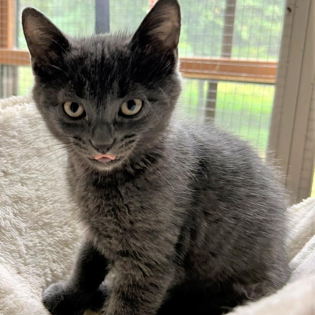 Enlarge GrayV, a Adoptable Domestic Short Hair in Charlottesville, VA image 3/6