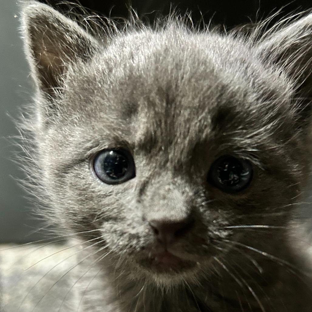 Enlarge GrayV, a Adoptable Domestic Short Hair in Charlottesville, VA image 4/6