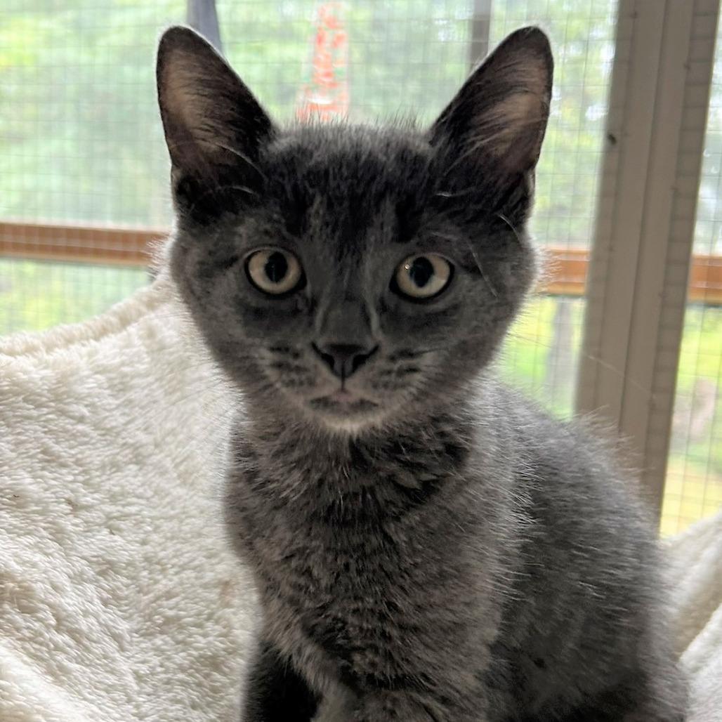 Enlarge GrayV, a Adoptable Domestic Short Hair in Charlottesville, VA image 5/6
