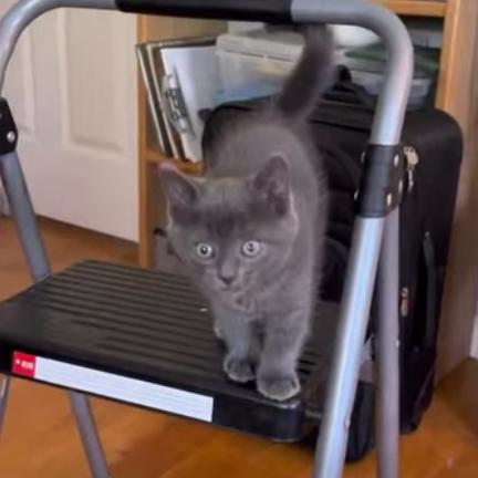Enlarge GrayV, a Adoptable Domestic Short Hair in Charlottesville, VA image 6/6