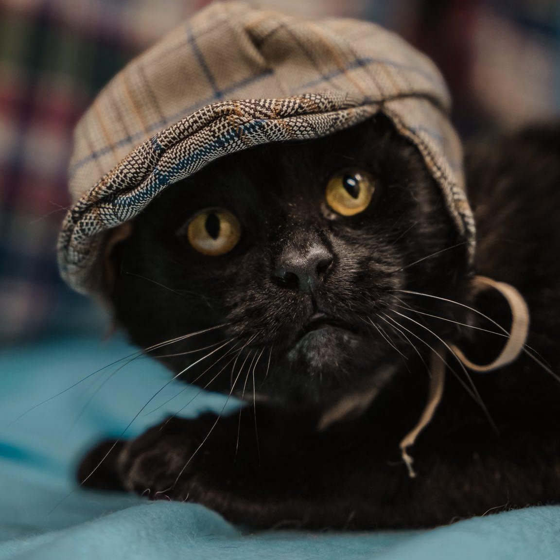Enlarge Gabe, a ADOPTABLE Domestic Short Hair in Alexandria, IN image 2/4