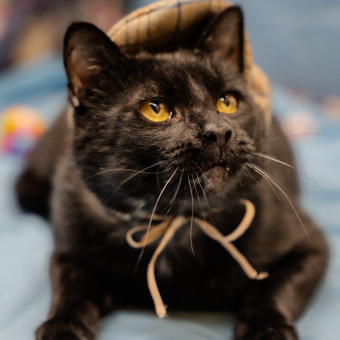Enlarge Gabe, a ADOPTABLE Domestic Short Hair in Alexandria, IN image 3/4