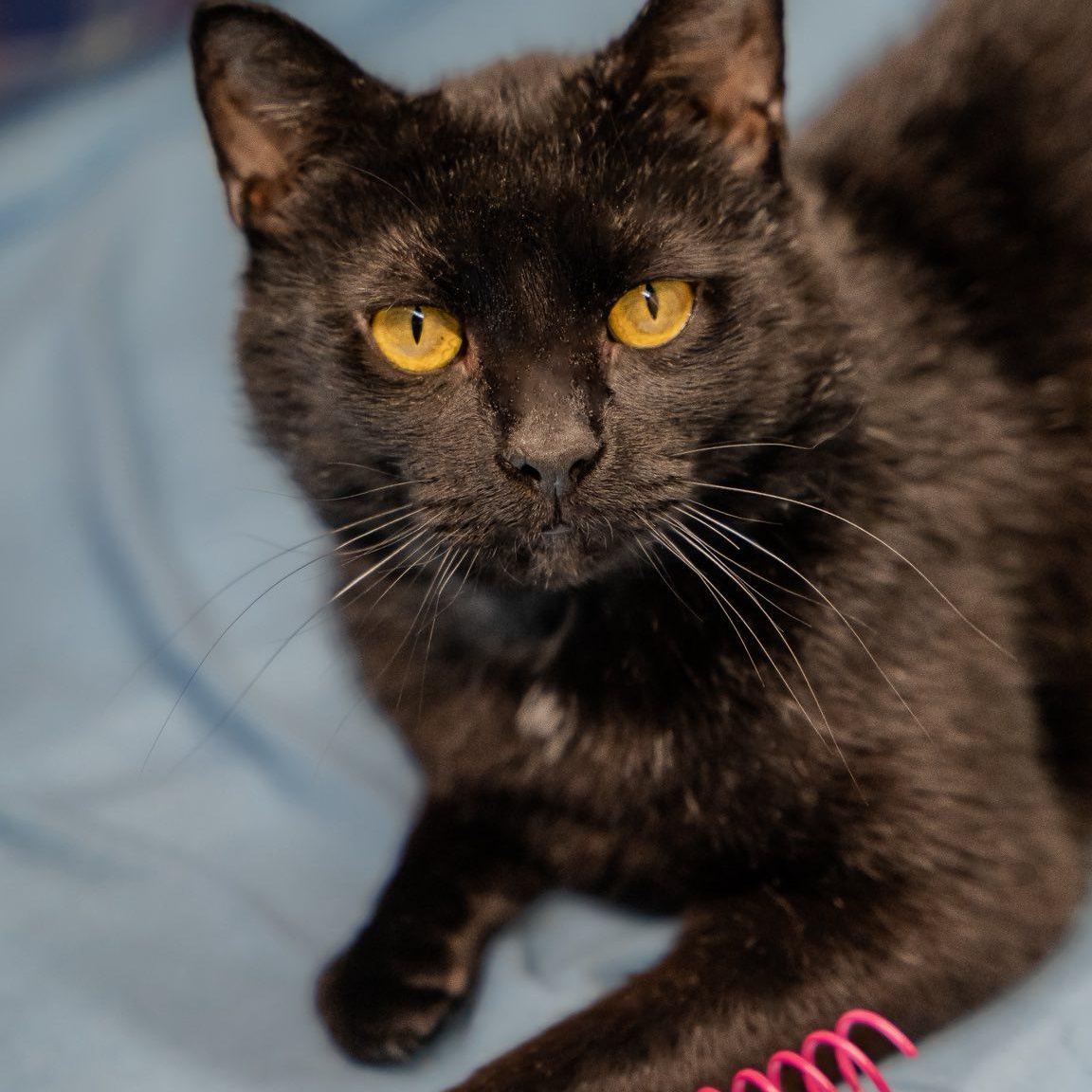 Enlarge Gabe, a ADOPTABLE Domestic Short Hair in Alexandria, IN image 4/4