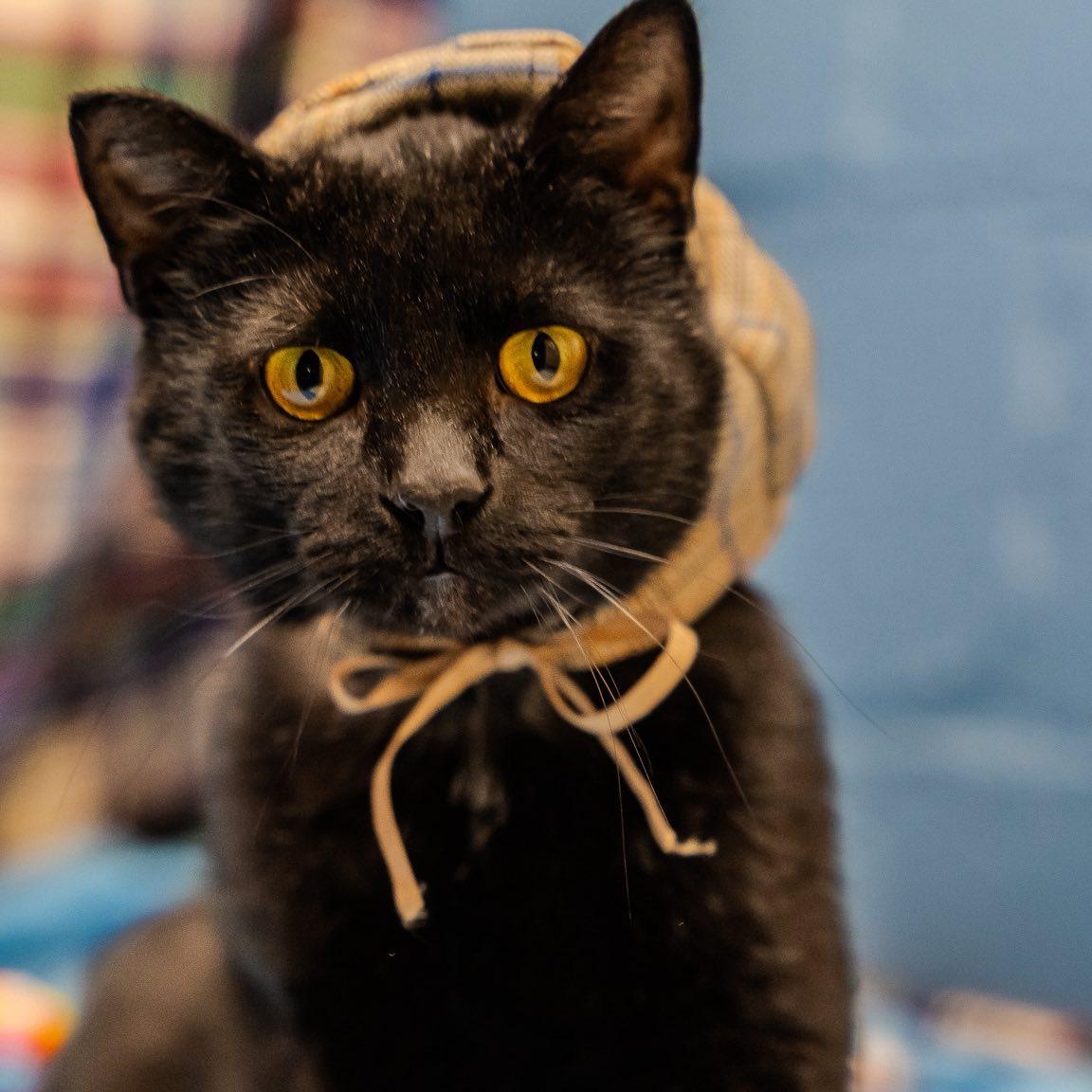 Gabe, ADOPTABLE, Adult Male Domestic Short Hair.