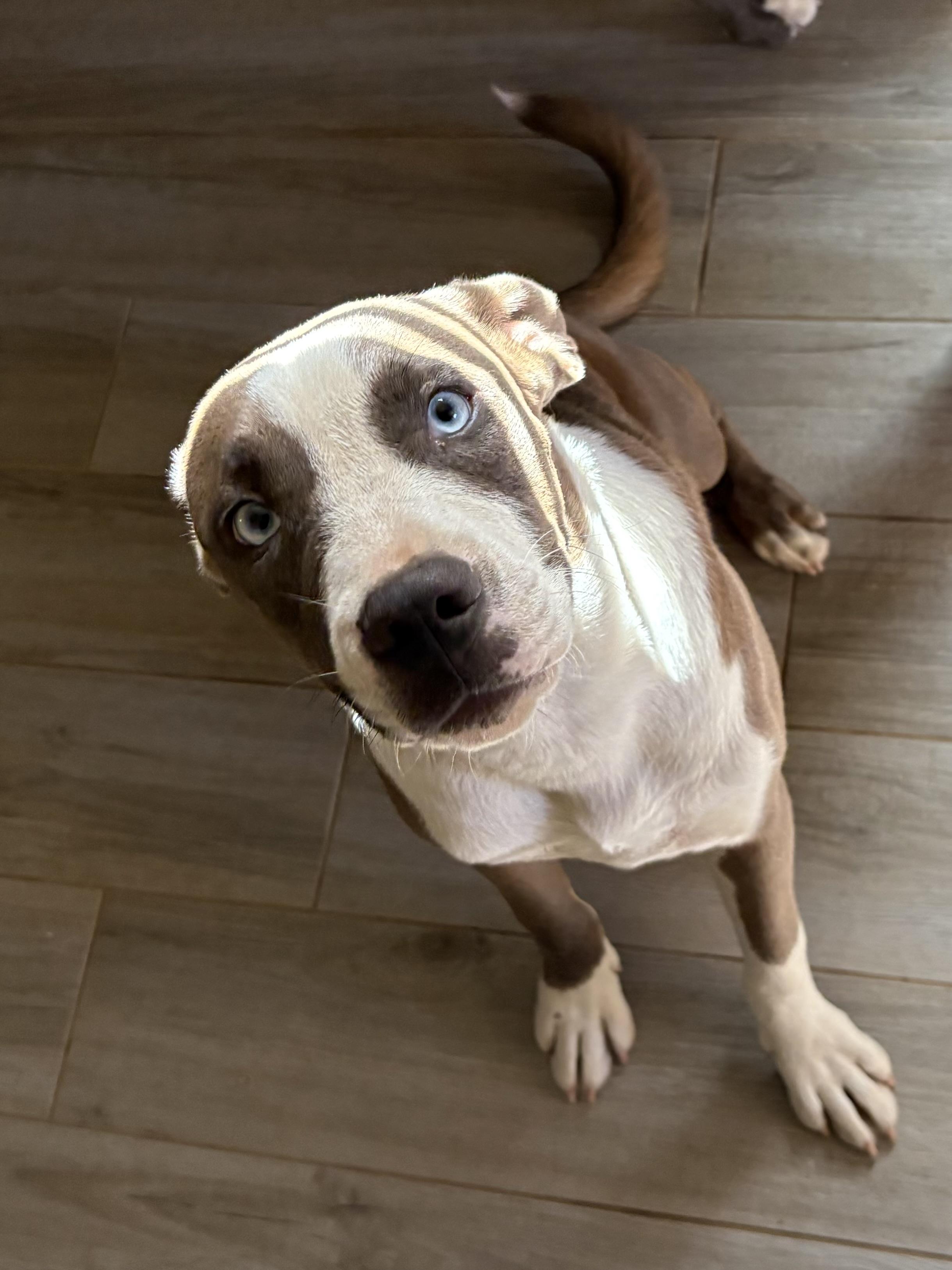 Enlarge Sadie, a Adoptable Pit Bull Terrier in Reedley, CA image 3/5