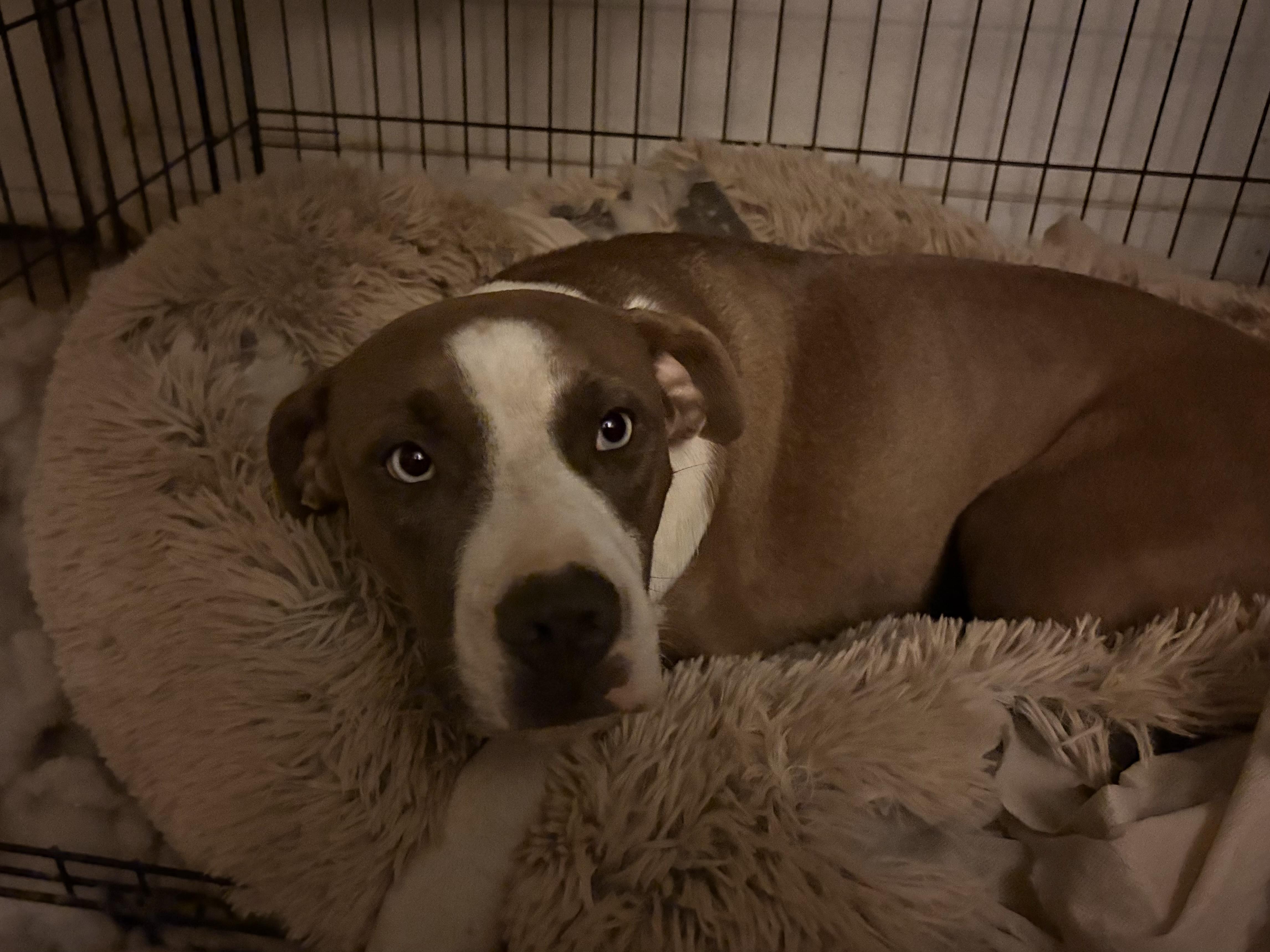 Enlarge Sadie, a Adoptable Pit Bull Terrier in Reedley, CA image 4/5