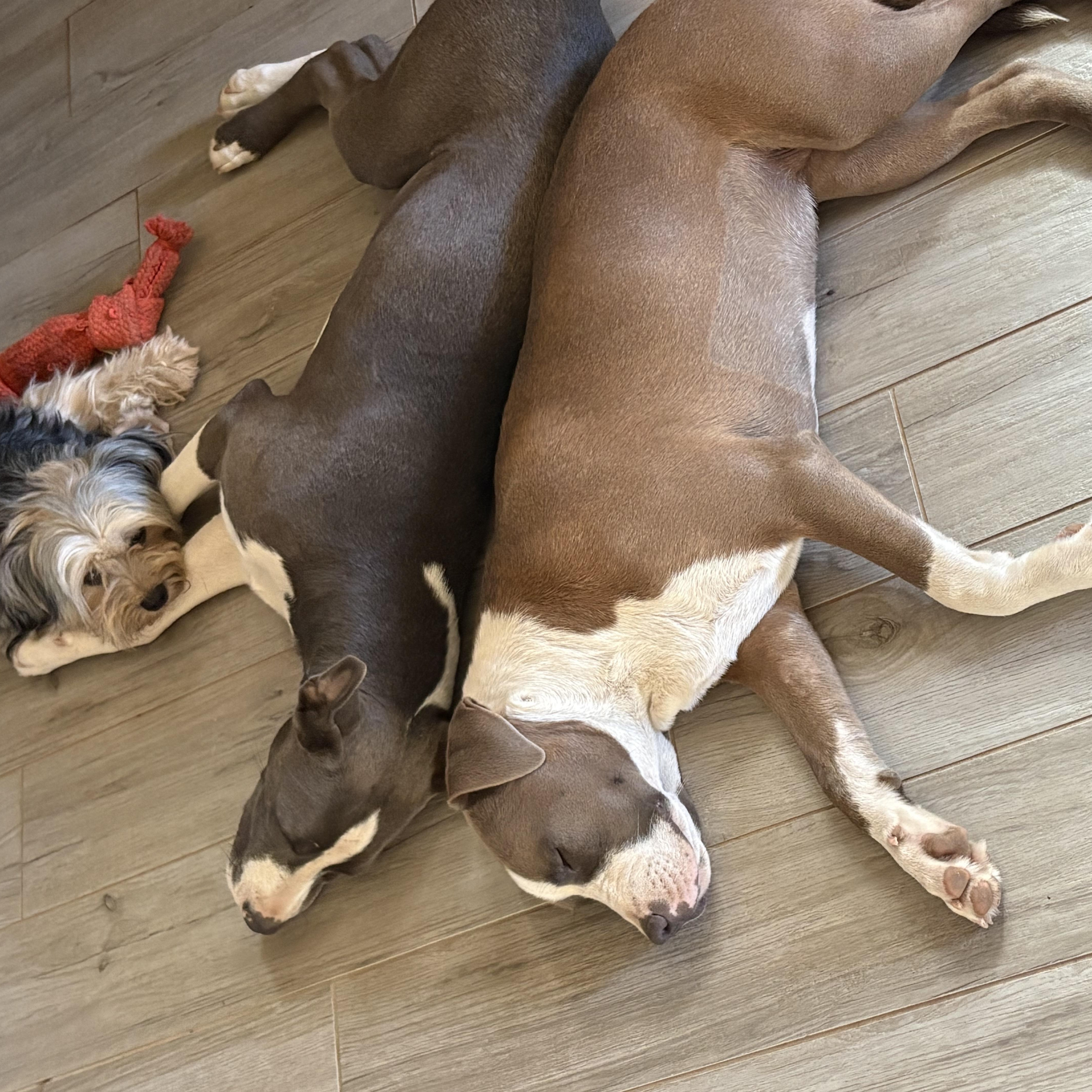 Enlarge Sadie, a Adoptable Pit Bull Terrier in Reedley, CA image 2/5