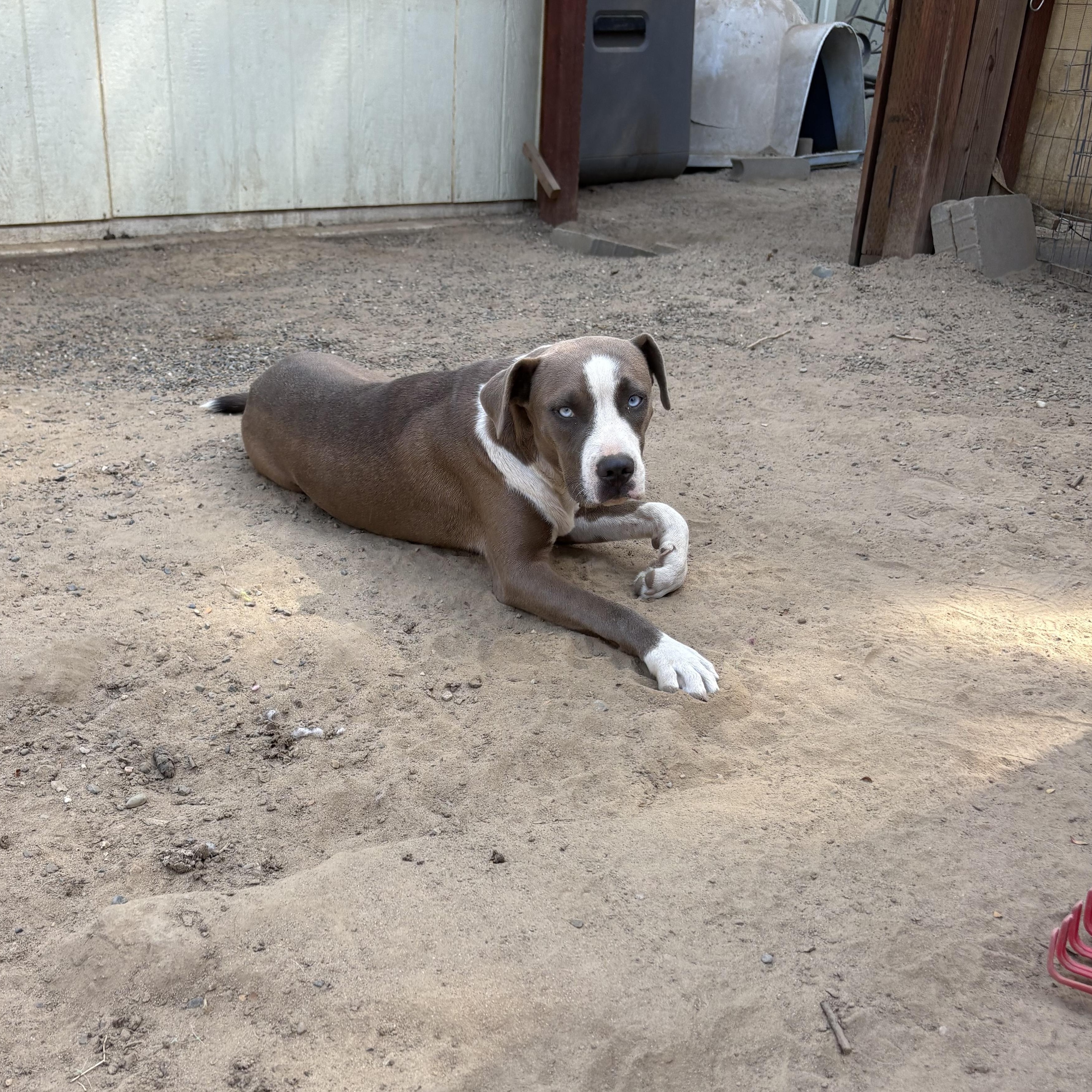 Enlarge Sadie, a Adoptable Pit Bull Terrier in Reedley, CA image 5/5