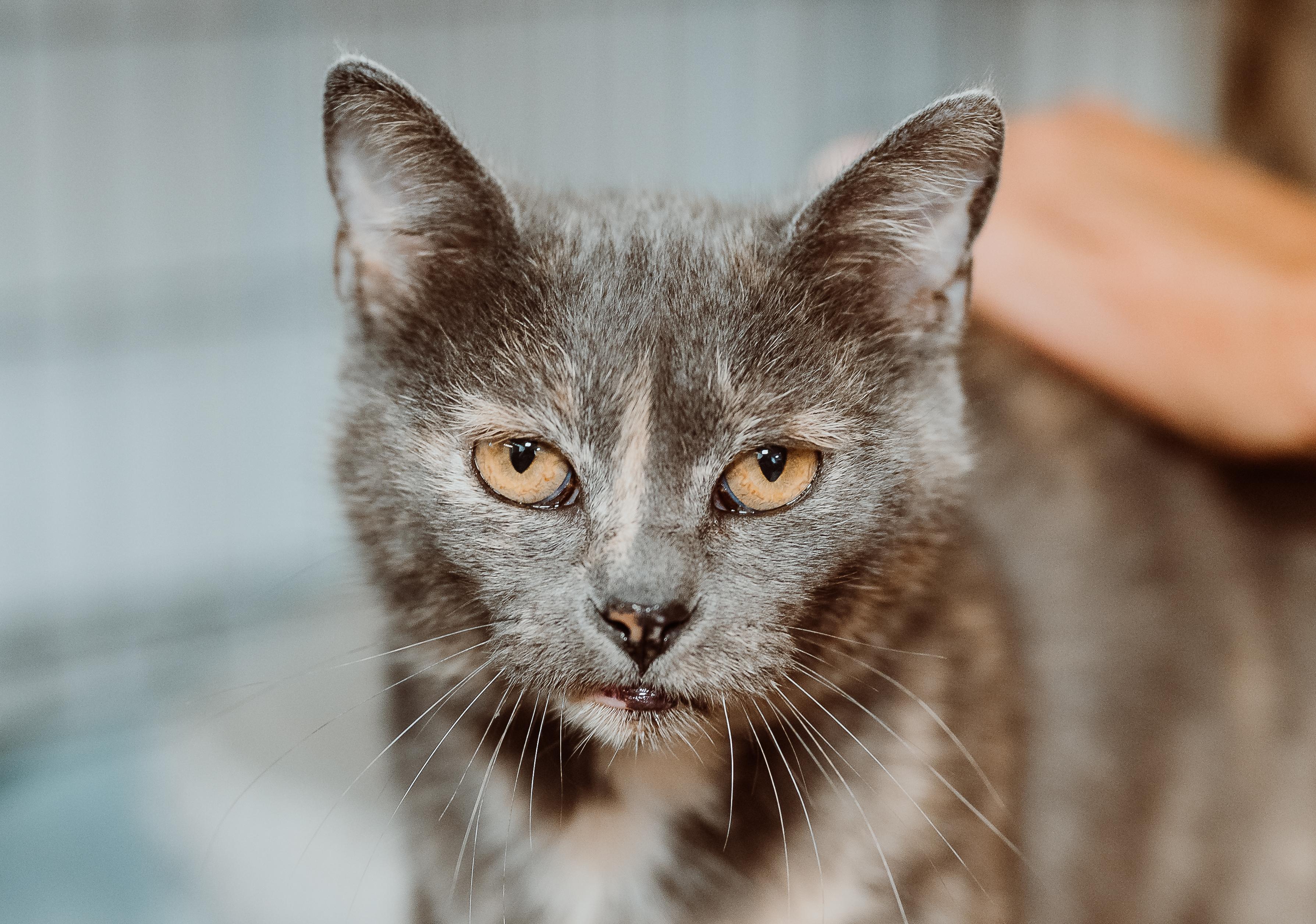 Enlarge Ciggy, a Adoptable Dilute Tortoiseshell image 1/1