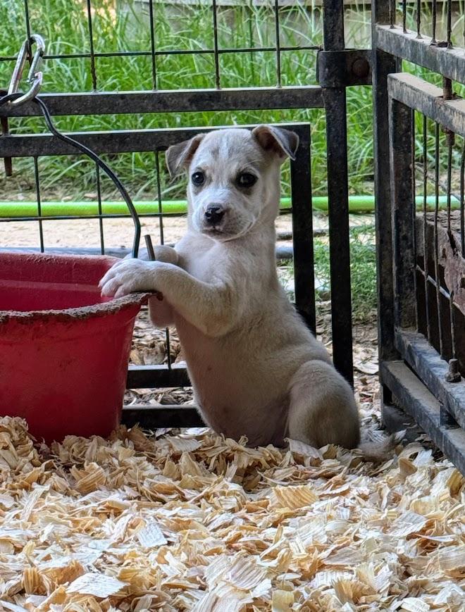 SIR PITYPANTS