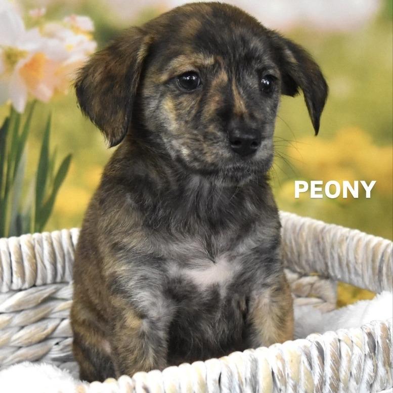 Enlarge Peony, a Adoptable Mixed Breed in Tempe, AZ image 1/1