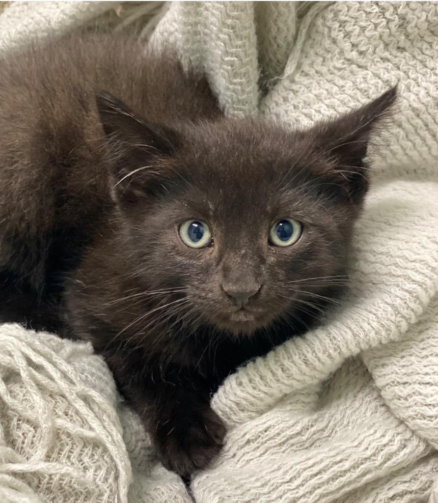 Johnathan, Adoptable, Kitten Male Domestic Short Hair.