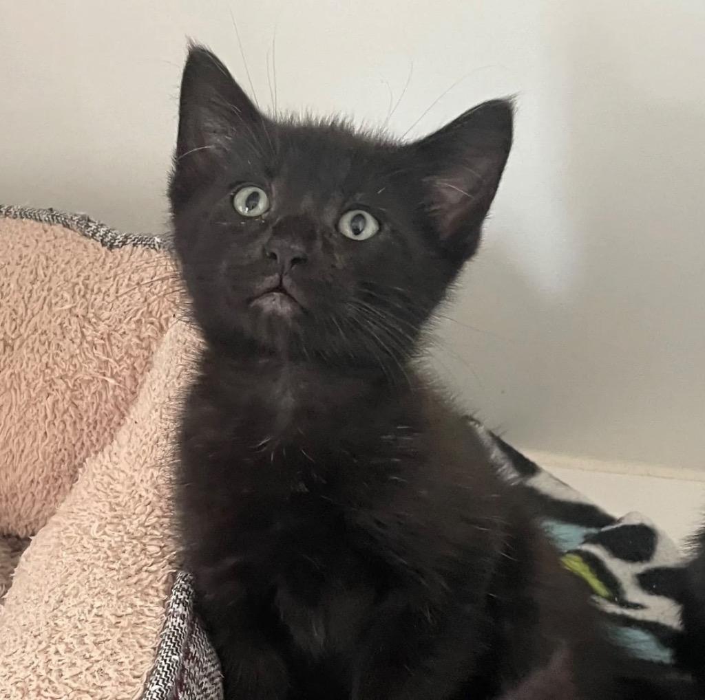 Johnathan, a Adoptable Domestic Short Hair in Decorah, IA image 2/2