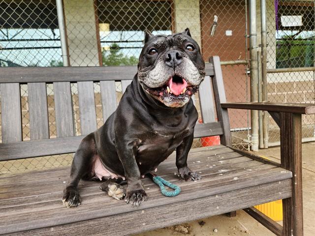 Enlarge BERTHA, a Adoptable mixed breed in Springfield, MA image 1/1