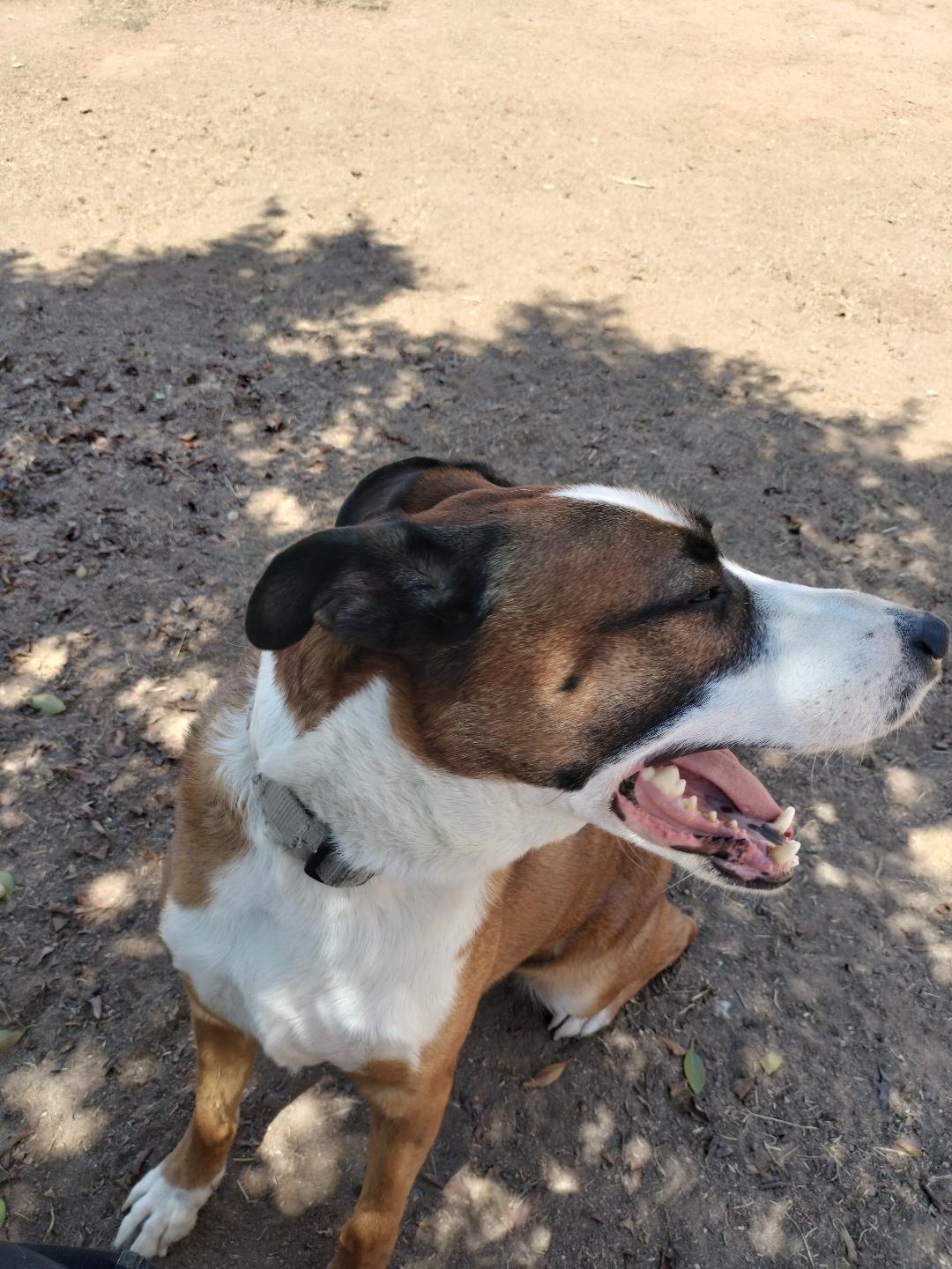 Cam, Adoptable, Adult Male Retriever.