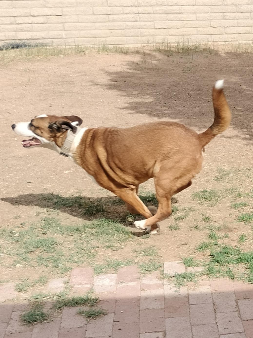 Enlarge Cam, a Adoptable Retriever in Phoenix, AZ image 1/3