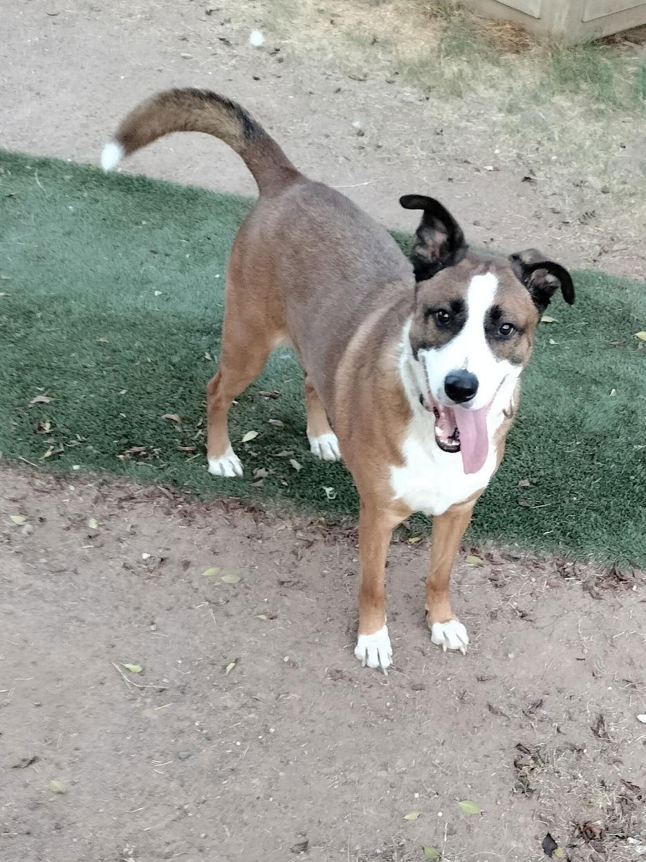 Enlarge Cam, a Adoptable Retriever in Phoenix, AZ image 2/3