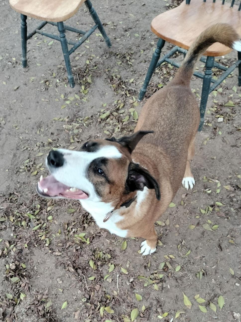 Enlarge Cam, a Adoptable Retriever in Phoenix, AZ image 3/3