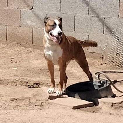 Cam, a Adoptable mixed breed in Phoenix, AZ image 2/4