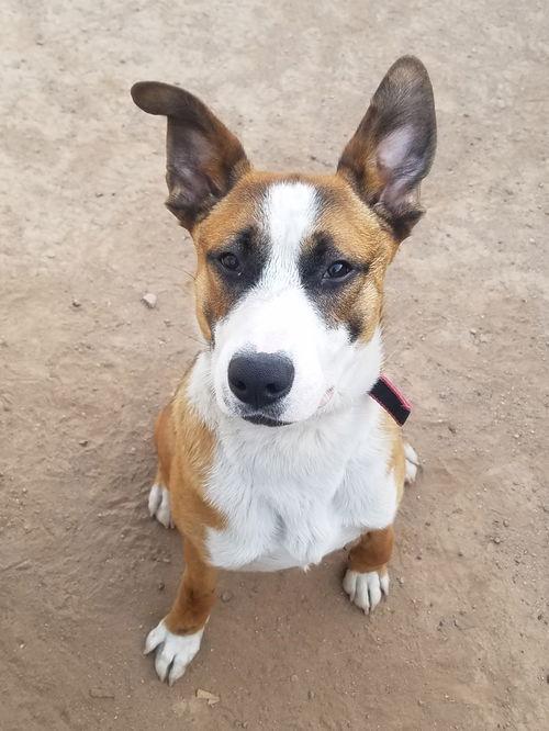 Cam, an adoptable Retriever in Phoenix, AZ, 85017 | Photo Image 3