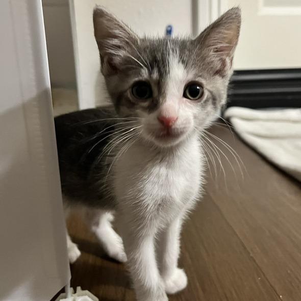 Enlarge Raisin, a Adoptable Domestic Short Hair in Ventura, CA image 1/1