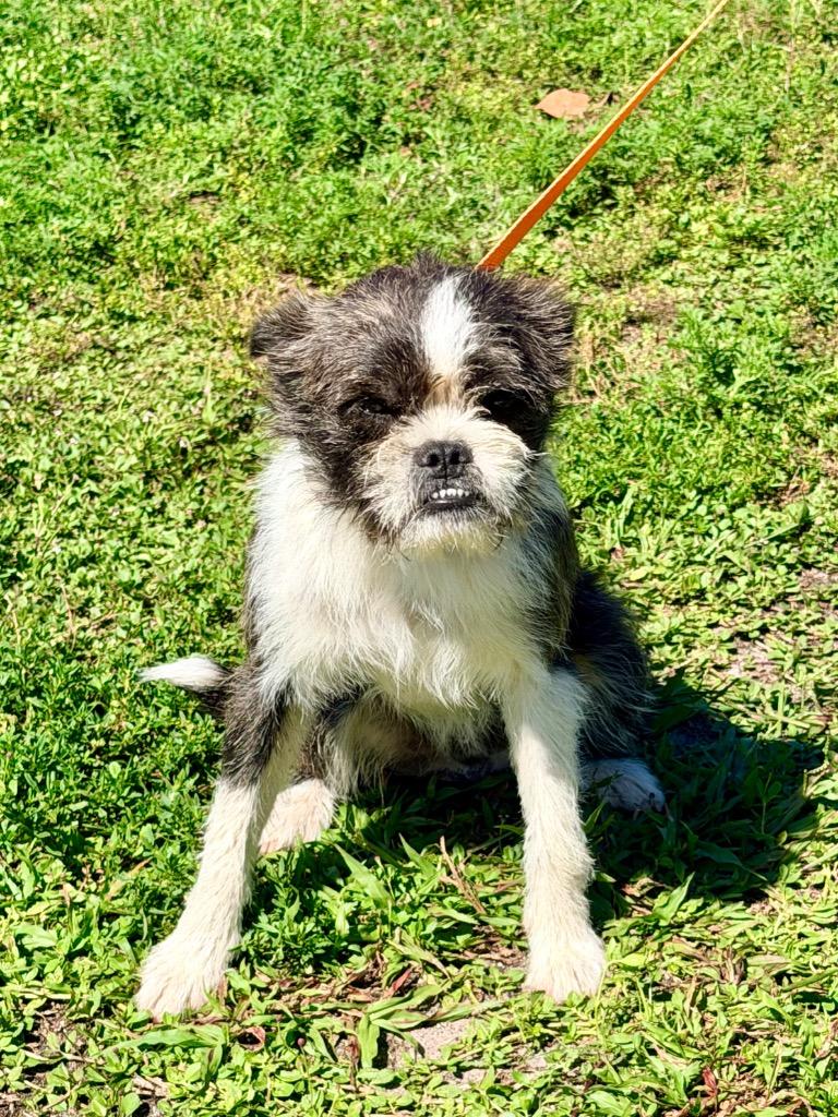 Enlarge Giacomo, a Adoptable mixed breed in Cape Coral, FL image 2/2