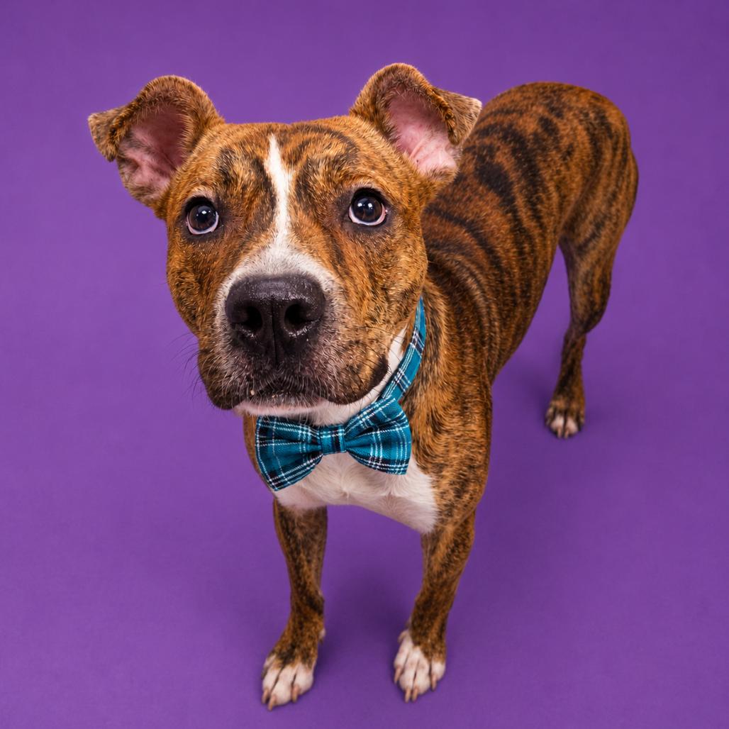 Wick, Adoptable, Adult Male Mixed Breed & Mixed Breed.