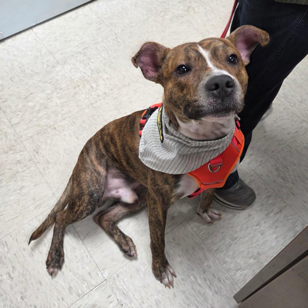 Enlarge Wick, a Adoptable mixed breed in Binghamton, NY image 2/2