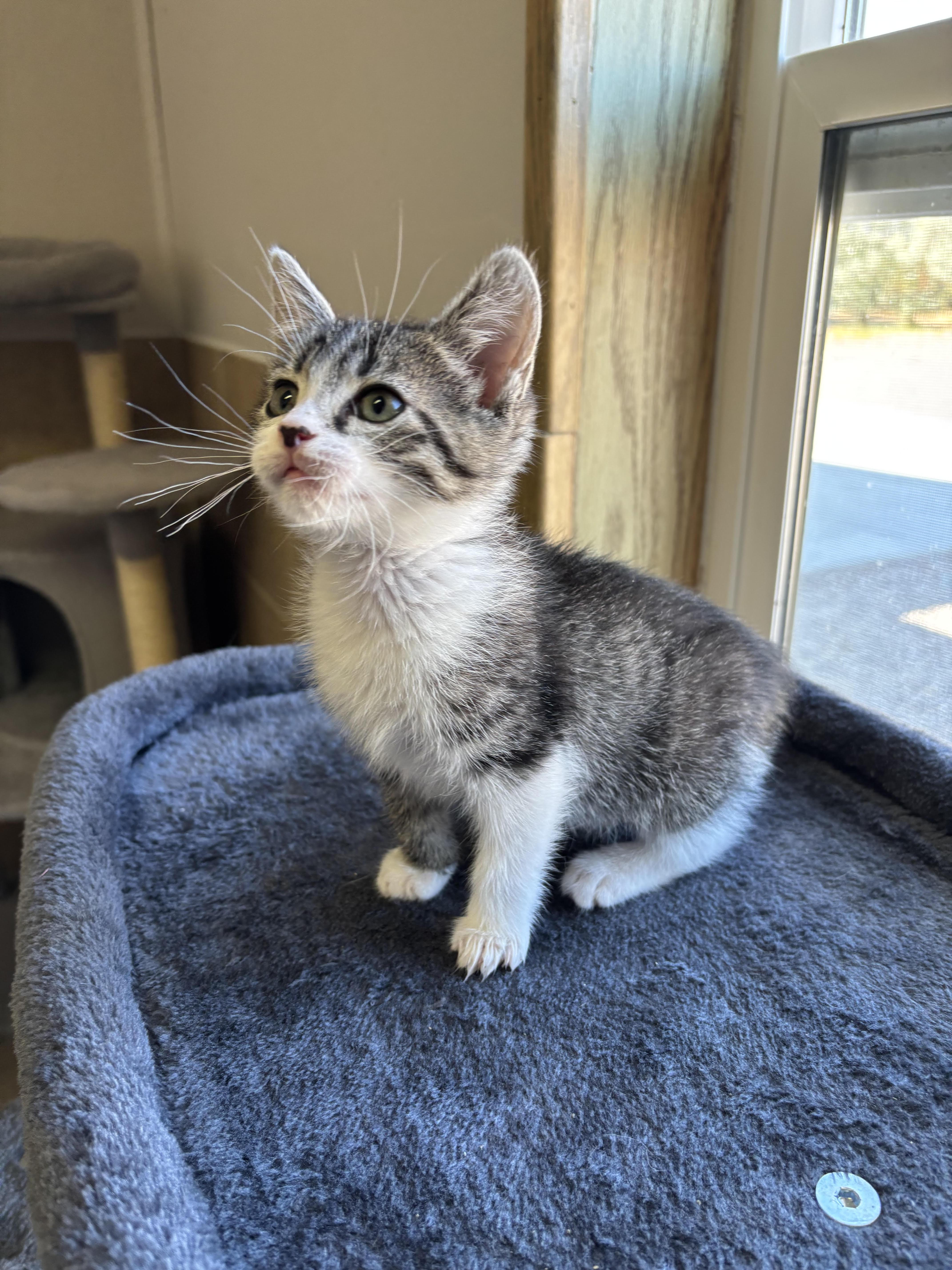 Ember, an adoptable Domestic Short Hair in Rock Springs, WY, 82901 | Photo Image 1