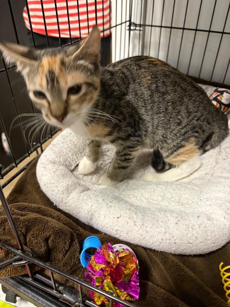 Victorbia, Adoptable, Kitten Female Domestic Short Hair.