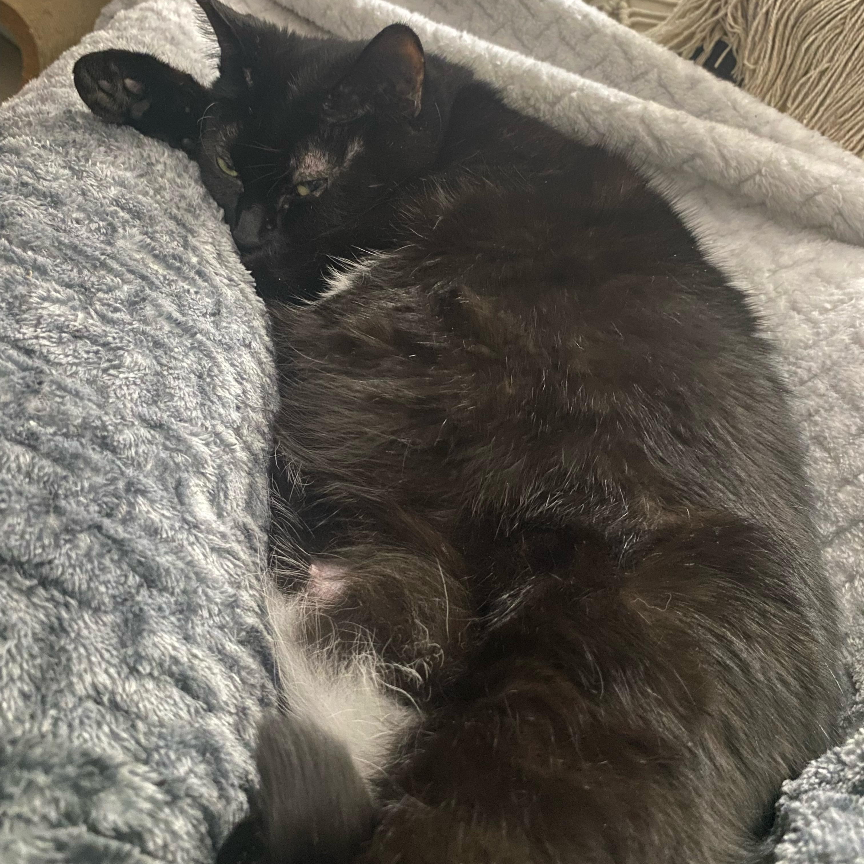 Lady Starkiss, a Adoptable mixed breed in Wyandotte, MI image 3/5