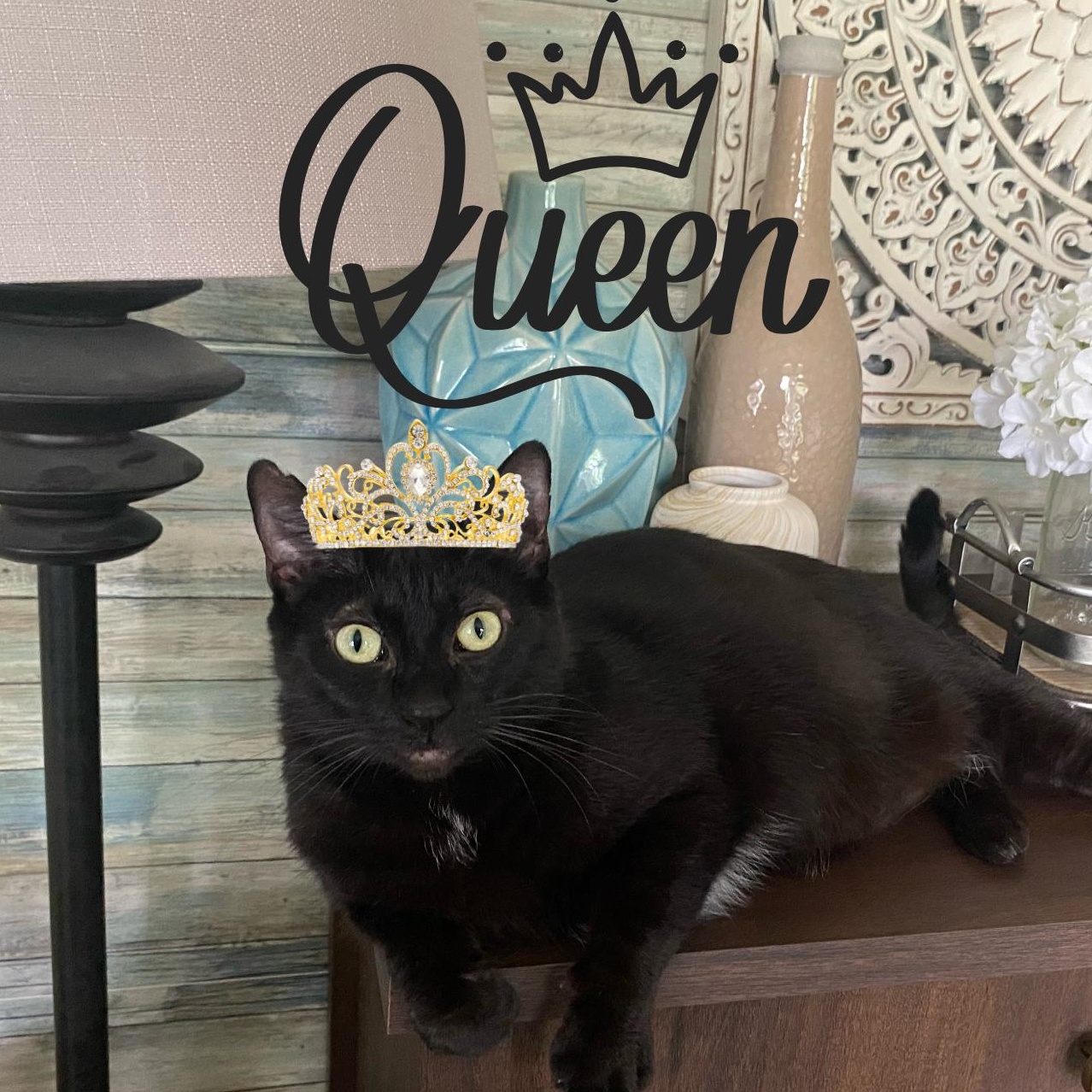 Queen Starkiss
