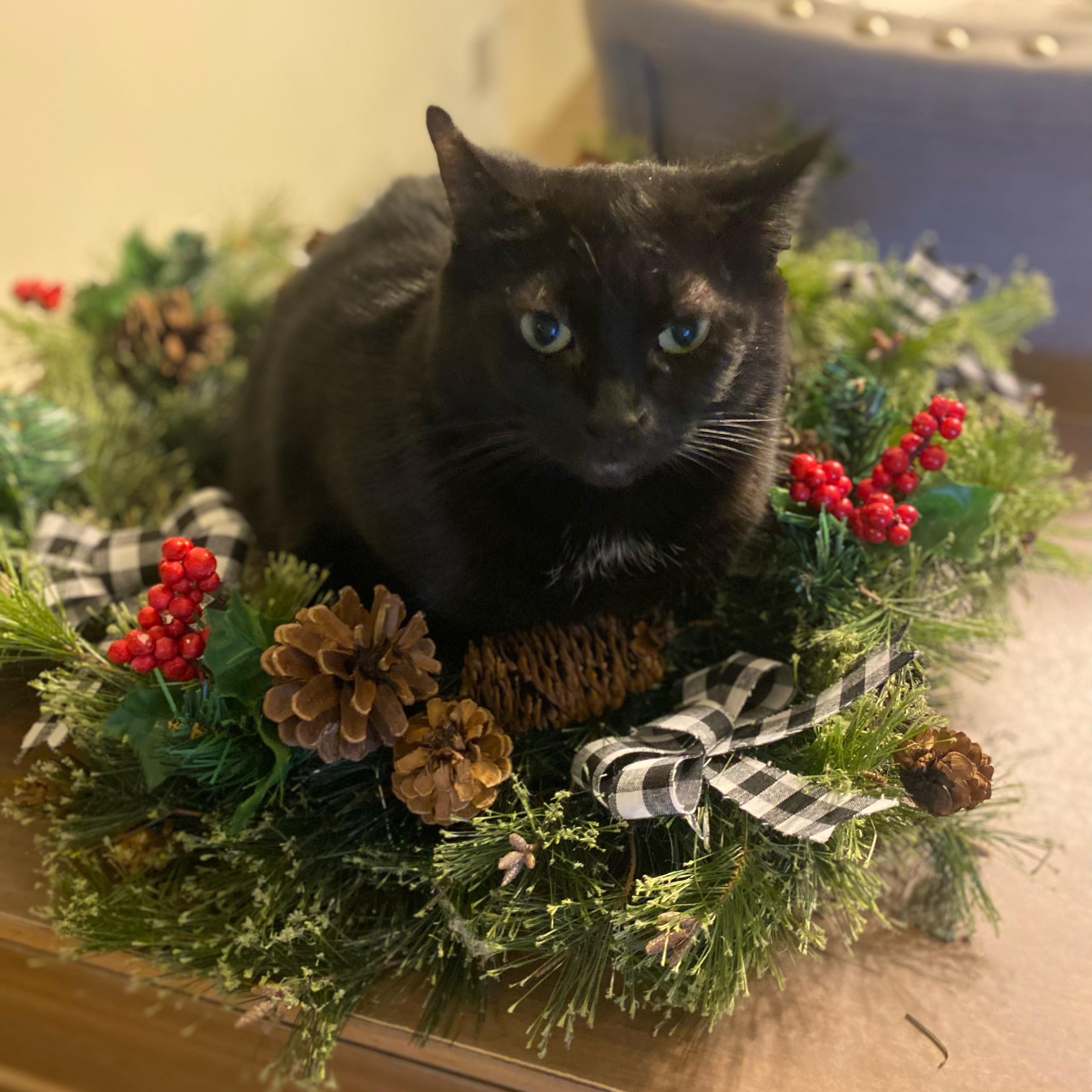 Lady Starkiss, a Adoptable mixed breed in Wyandotte, MI image 2/5