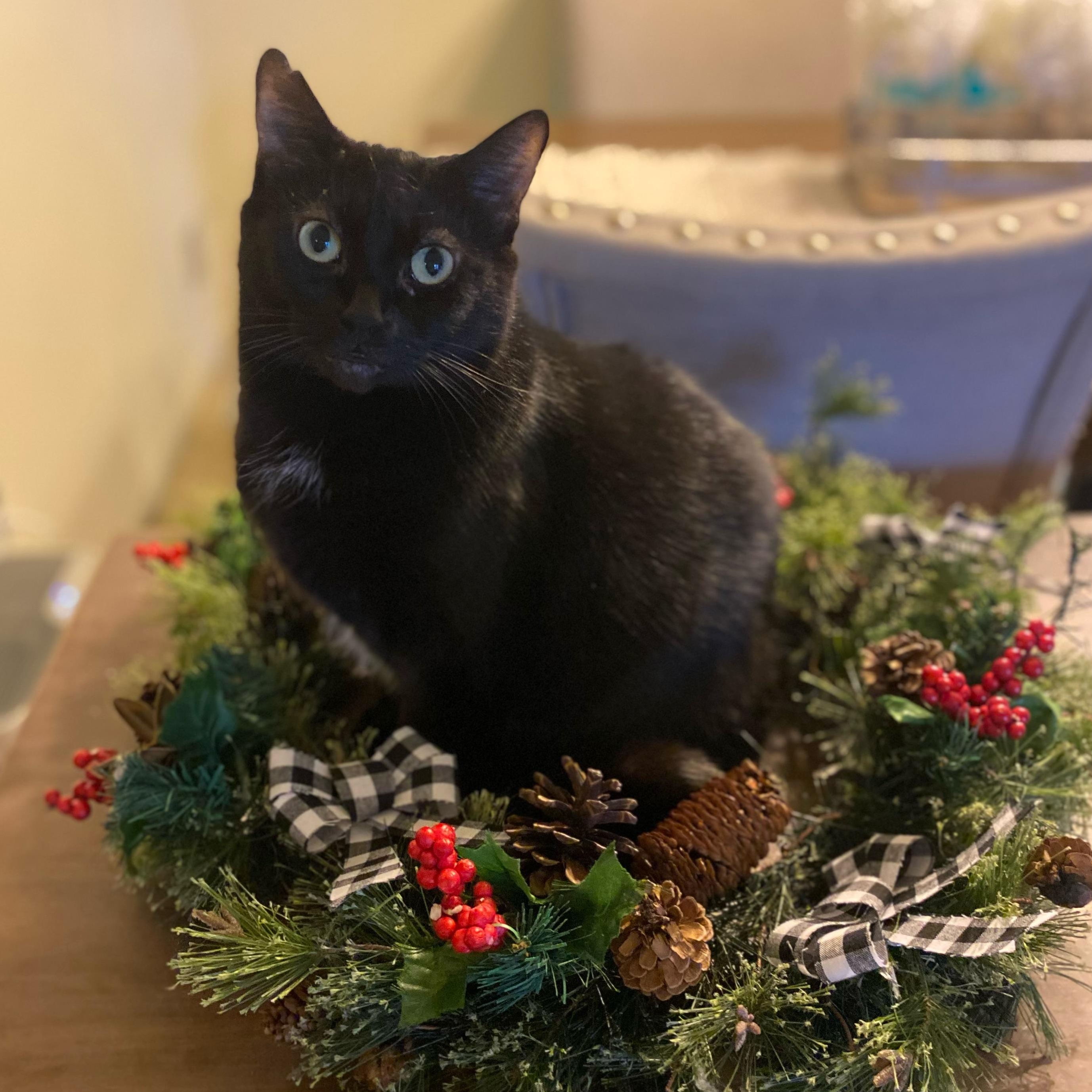 Lady Starkiss, Adoptable, Adult Female Bombay & Domestic Short Hair.