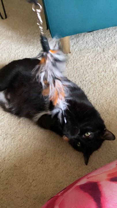 Enlarge Lady Starkiss, a Adoptable mixed breed in Wyandotte, MI video 4/5