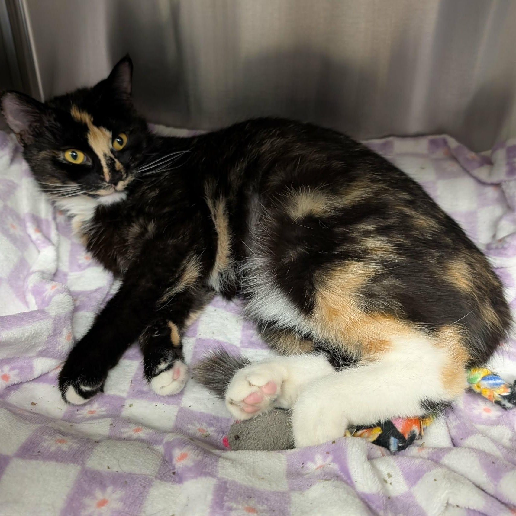 Enlarge Patience, a Adoptable mixed breed in North Kingstown, RI image 2/5