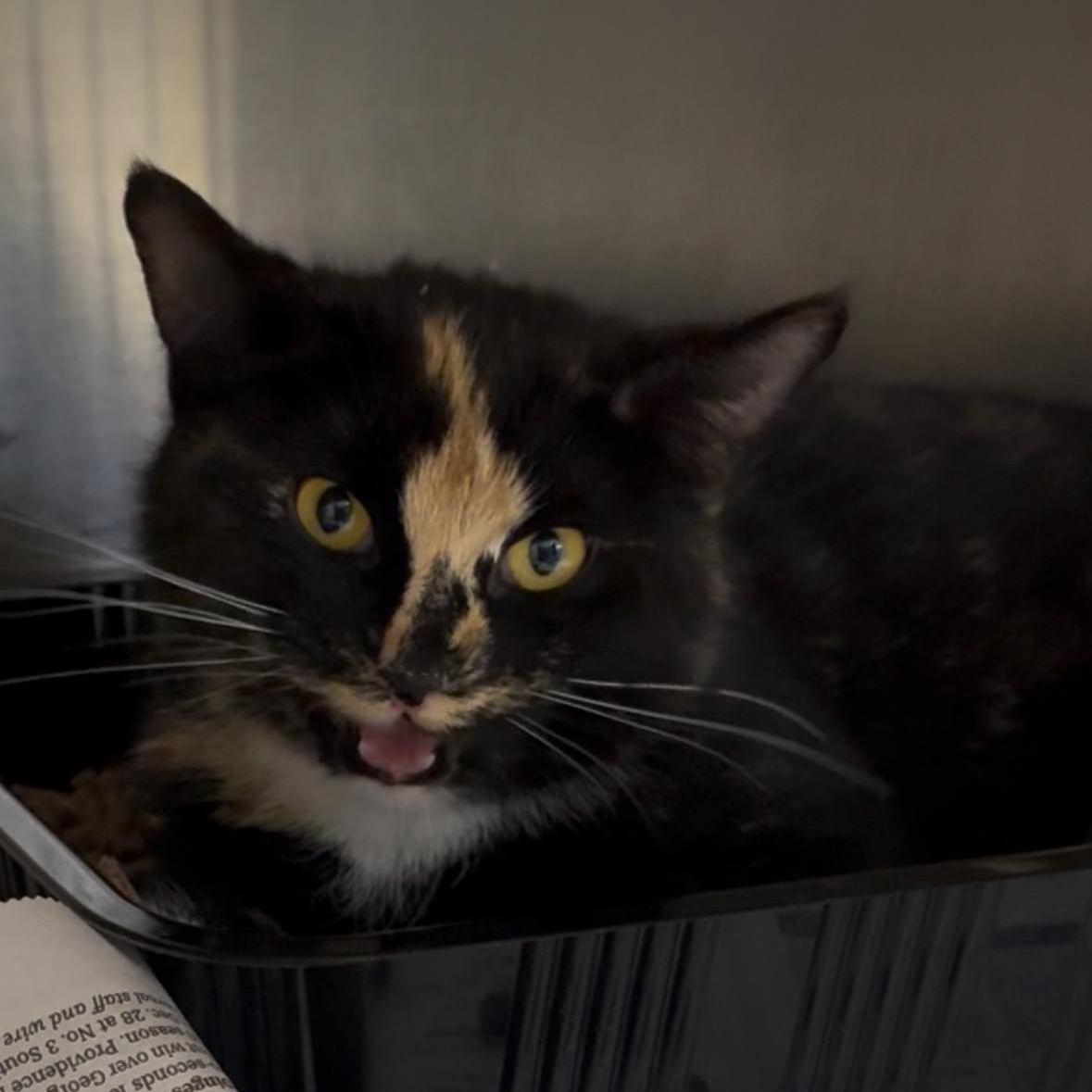 Patience thumbnail 2