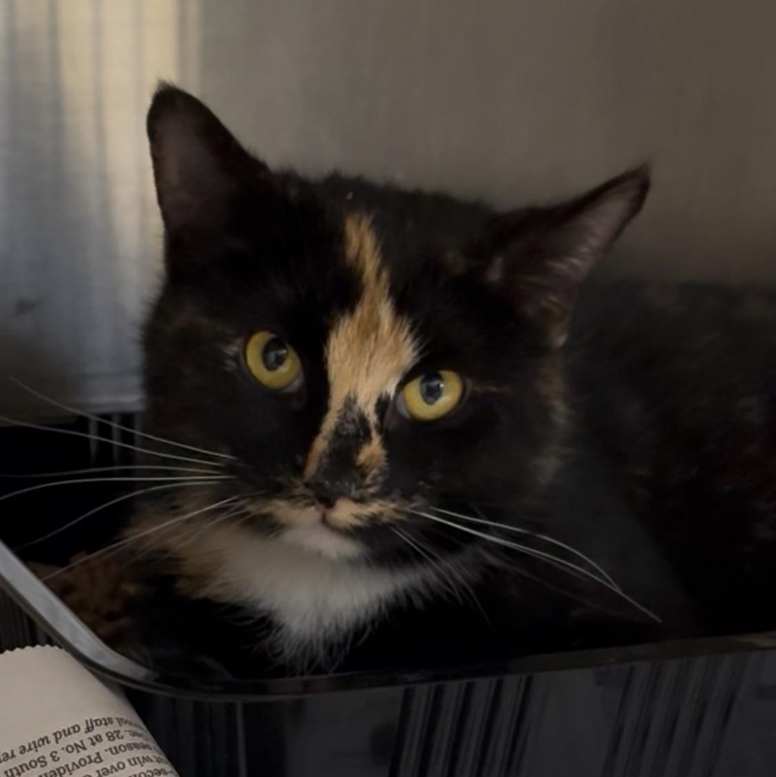 Patience, Adoptable, Young Female Domestic Short Hair & Tortoiseshell.