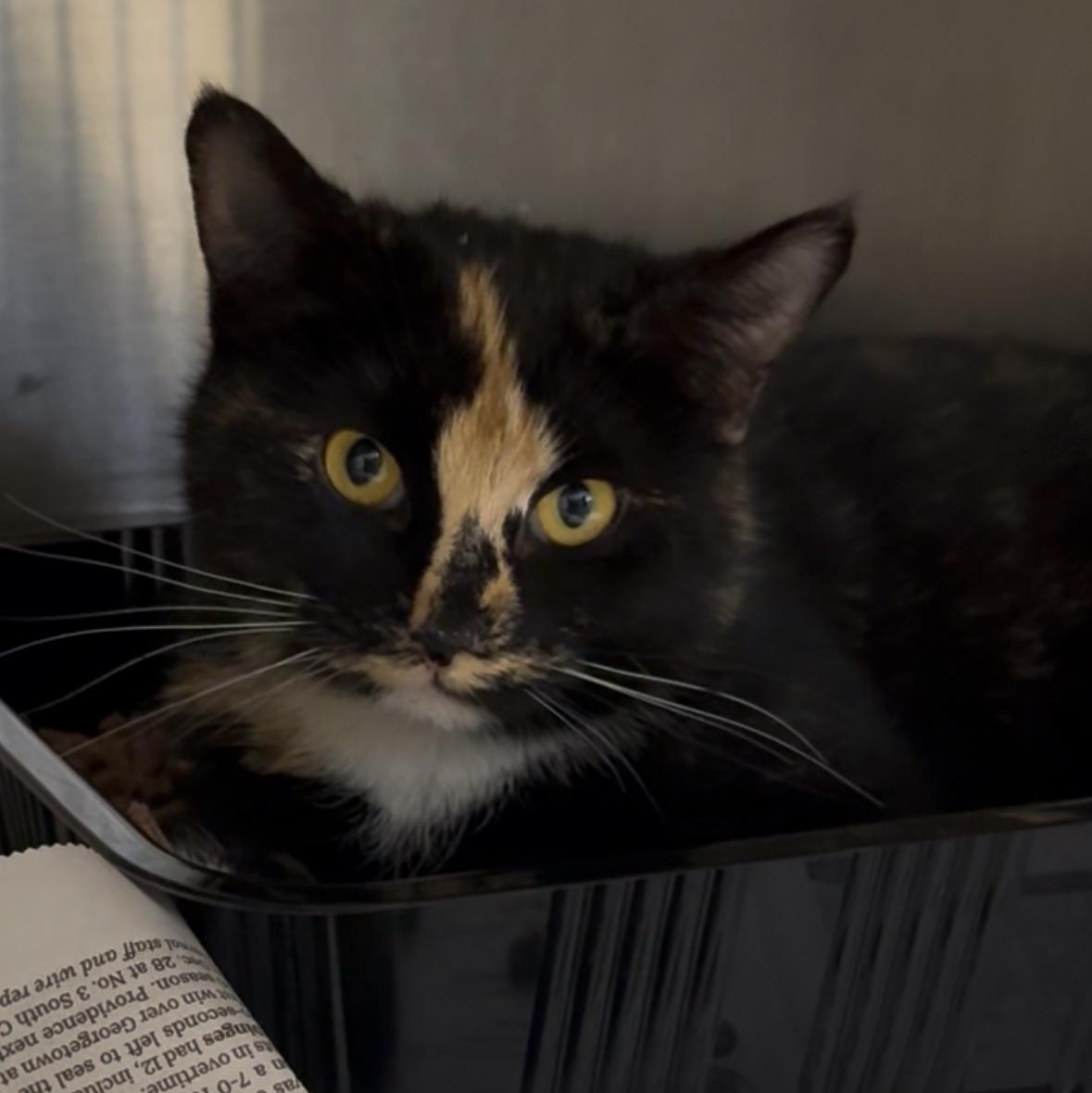 Enlarge Patience, a Adoptable mixed breed in North Kingstown, RI image 6/6